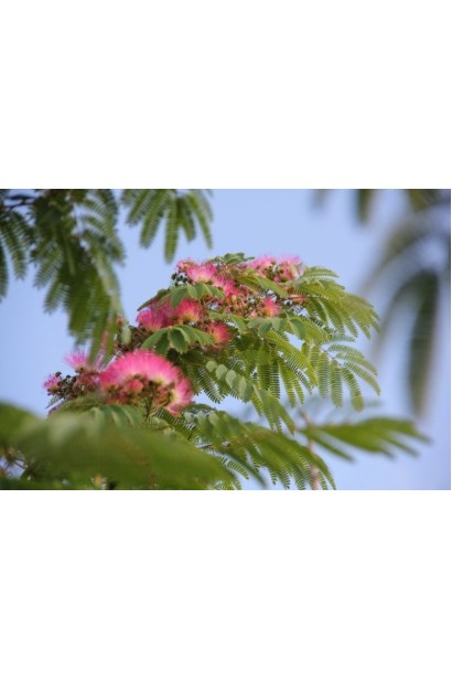 Albizia julibrissin
